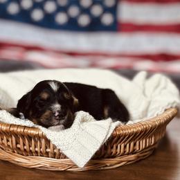 Sonny - Black tri-color male Australian Shepherd puppy in Uvalda, Georgia from Happy Ours Australian Shepherds