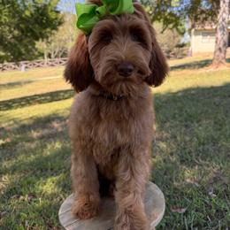 Saylor - Red  female Goldendoodle puppy in La Grange, Georgia from Heartfelt GoldenDoodles