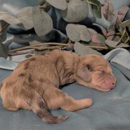 Girl 1 - Cream female Dachshund puppy in Mt. Sterling, Illinois from Doxie Do's