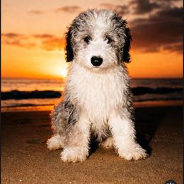 Marley - Blue merle male Bernedoodle puppy in Atlanta, Georgia from Pup of Joy