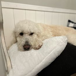 Dottie - Goldendoodle