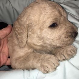 Cockapoos, Cocker Spaniels, and Labradoodles from On The Farm Doodles