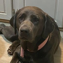 Belle - Dilute Retriever
