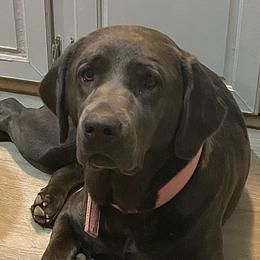 Belle - Dilute Retriever