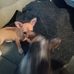 Puppy two - Red female Chihuahua puppy in Braxton, Mississippi from Anita's Chihuahuas