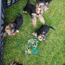 Yorkshire Terrier Puppies from Yorkie Puppies Redwood Ranch Chicago