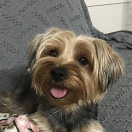 Sunny - Yorkshire Terrier