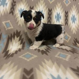 Pants - White and black female Pembroke Welsh Corgi puppy in Maupin, Oregon from Bailey Nannini