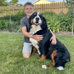 Ruby - Bernese Mountain Dog