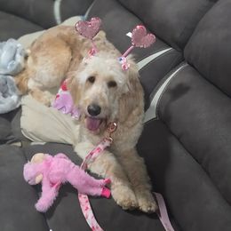 Goldie - Goldendoodle