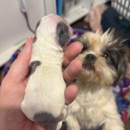Blue and white boy - Blue and white male Shih Tzu puppy in Berkeley Springs, West Virginia from Sandridge Shih Tzus