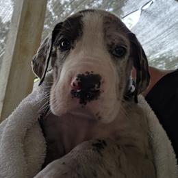 MERLE MANTLE MALE - Mantle merle male Great Dane puppy in Hickman, Kentucky from Tidal Wave Danes