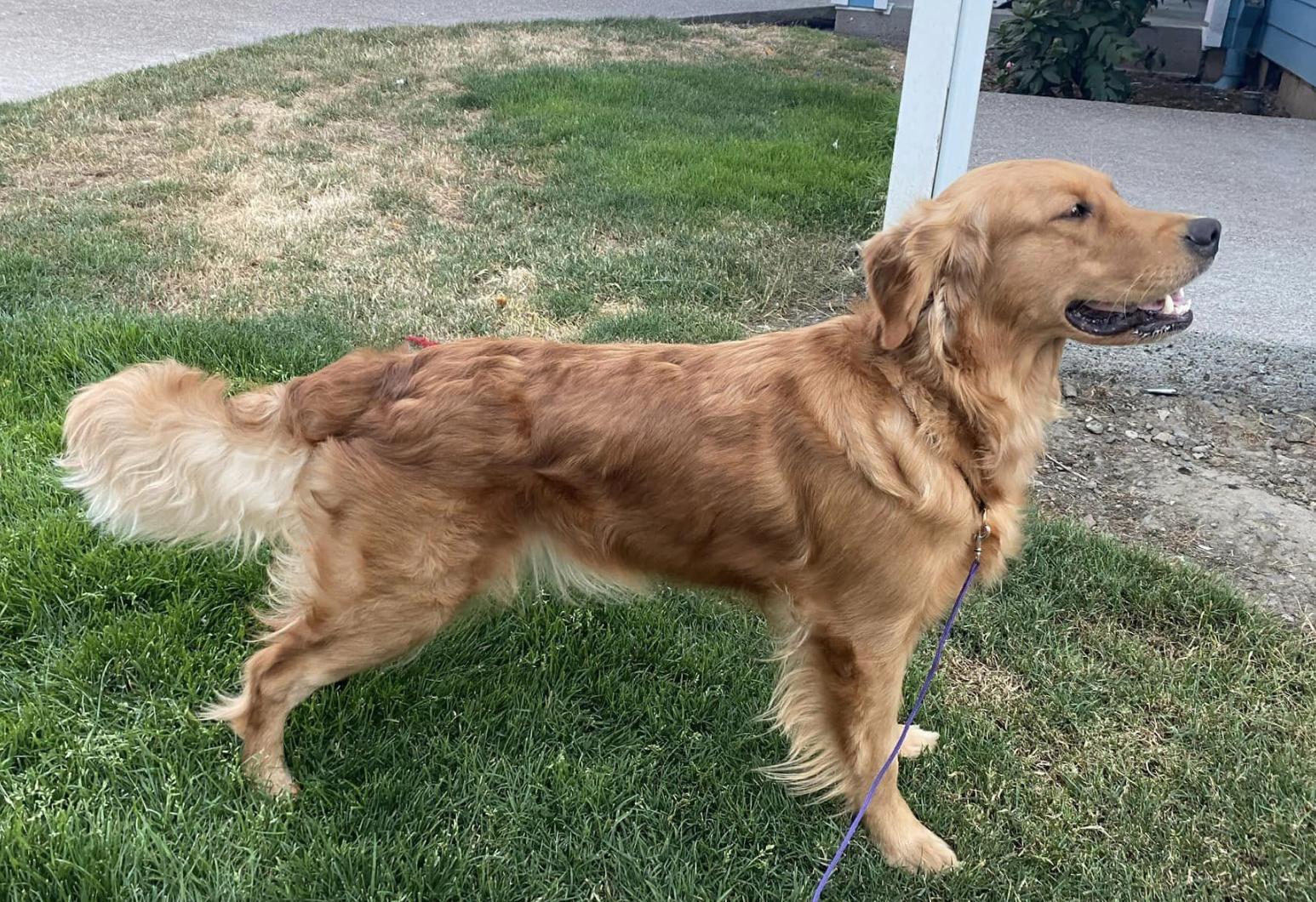 Swiftly Golden Kennels in Oregon Golden Retriever puppies Good Dog