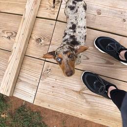 Zuma - Dachshund