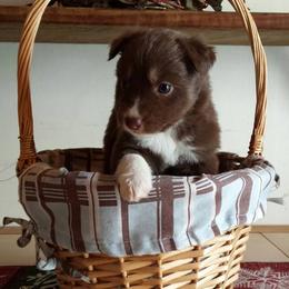 Australian Shepherd Puppies from AussieLand Shepherds