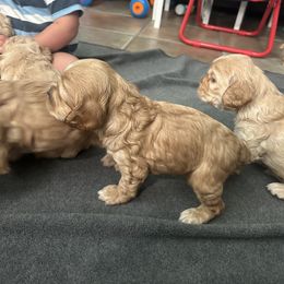 Cocker Spaniel Puppies from Clayton’s Cocker Spaniels