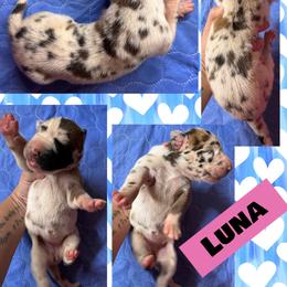 LUNA - Harlequin female Great Dane puppy in Wellsville, New York from Prophecy Danes