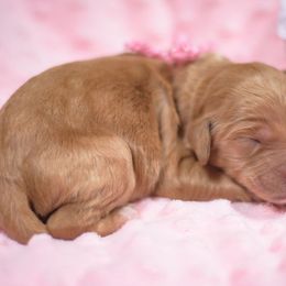 Goldendoodle and Sheepadoodle Puppies from Dewey Doodles