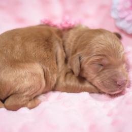 Goldendoodle and Sheepadoodle Puppies from Dewey Doodles
