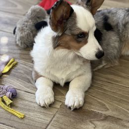 Cardigan Welsh Corgi Puppies from LoneStar Cardigan Welsh Corgis