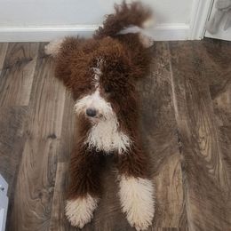 Jax - Goldendoodle