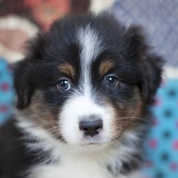 Boy 2 - Black Australian Shepherd puppy in Tennessee from Sidney Vale Aussies