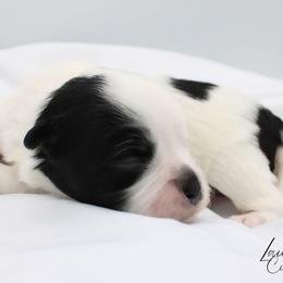Button - Black and white female Havanese puppy in Hendersonville, North Carolina from Grayfinn House