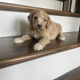 Betty - Apricot female Goldendoodle puppy in New Waverly, Texas from C.P. Puppy Buddies