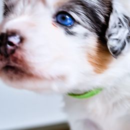Australian Shepherd Puppies from Caramel Bliss Kennel - East Coast Aussies