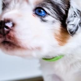 Australian Shepherd Puppies from Caramel Bliss Kennel - East Coast Aussies