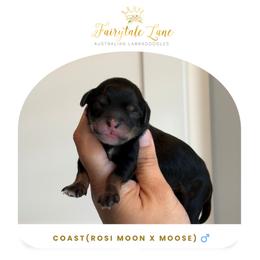 Coast - Tri-color male Australian Labradoodle puppy in Clarksville, Tennessee from Fairytale Lane Australian Labradoodles