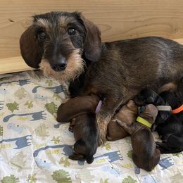 Dachshund Puppies from Vom Dörnerstein