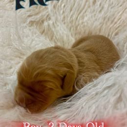 Fred - Dark golden male Golden Retriever puppy in Galena, Ohio from Hosmer's Golden Retrievers