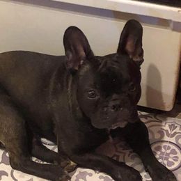 Mac - French Bulldog