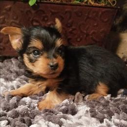 Percy - Black and tan male Yorkshire Terrier puppy in Hot Springs, Arkansas from Kimberly's Lovable Littles
