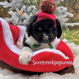 Newfoundland, Newfypoo, and Sheepadoodle Puppies from Sweet Creek Pups