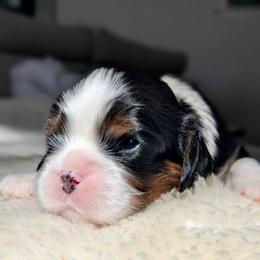 Wasabi - Tri-color male Cavalier King Charles Spaniel puppy in Blanding, Utah from Blue House Cavaliers