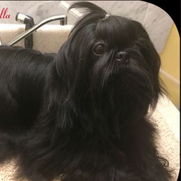 Izzy - Shih Tzu