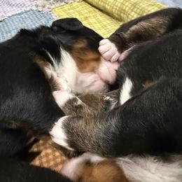 Thackery Binx - Tri-color male Bernese Mountain Dog puppy in Gardner, Kansas from Faith and Family Farm