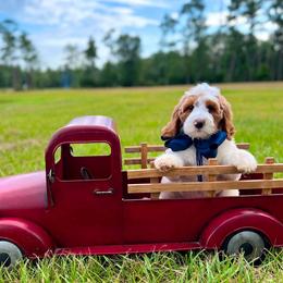 Charlie's Navy Boy - Parti male Goldendoodle puppy in Kountze, Texas from Texas Doodles LLC