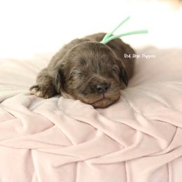 Lady (Teal Collar Female) - Merle female Cavapoo puppy in Republic, Missouri from Red Skye Puppies
