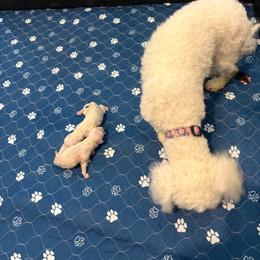 Red boy - White and buff male Bichon Frise puppy in Lavon, Texas from Sissy’s Heavenly Paws