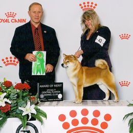 Mike - Shiba Inu