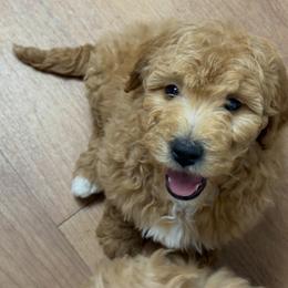 Jacky - Apricot female Goldendoodle puppy in Strasburg, Virginia from Shenandoah Valley Doodles