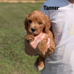 Tanner - Red male Cavapoo puppy in Amboy, Indiana from Wag'in Tails