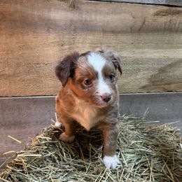Boy 2 - Toy Australian Shepherd puppy from Chapman's Aussies
