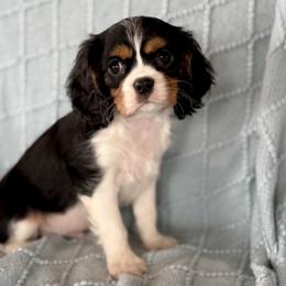 Tony - Tri-color male Cavalier King Charles Spaniel puppy in Sugarcreek, Ohio from Chocolate Cavalier