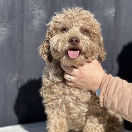 George - Poodle