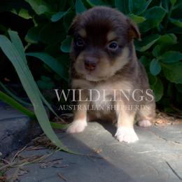 Mouse- Grey Collar - Red tri-color male Australian Shepherd puppy in Newport, Rhode Island from Wildlings Australian Shepherds