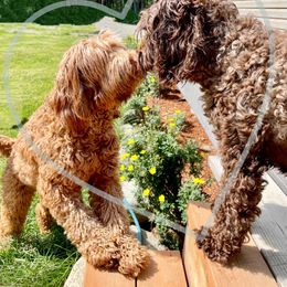 Australian Labradoodle All Grown Up from Lazy Mountain Labradoodles